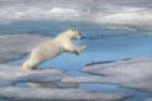 Norway, Svalbard. Polar bear cub jumping across water on pack ice. Art Print